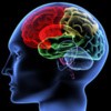 colorful illustration of human brain