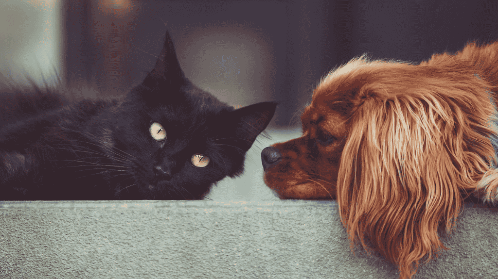 long haired cat and dog