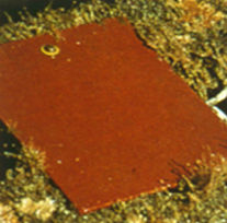 Test Panel Vinyl