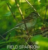 Field Sparrow.jpg